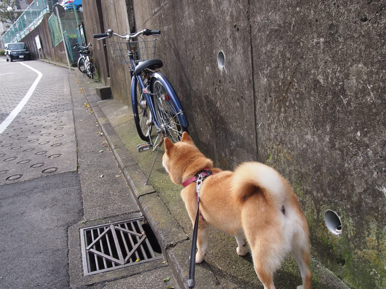 孤胆破局,字母哥压力下的终极爆发,独行侠对阵凯尔特人的宿命对决