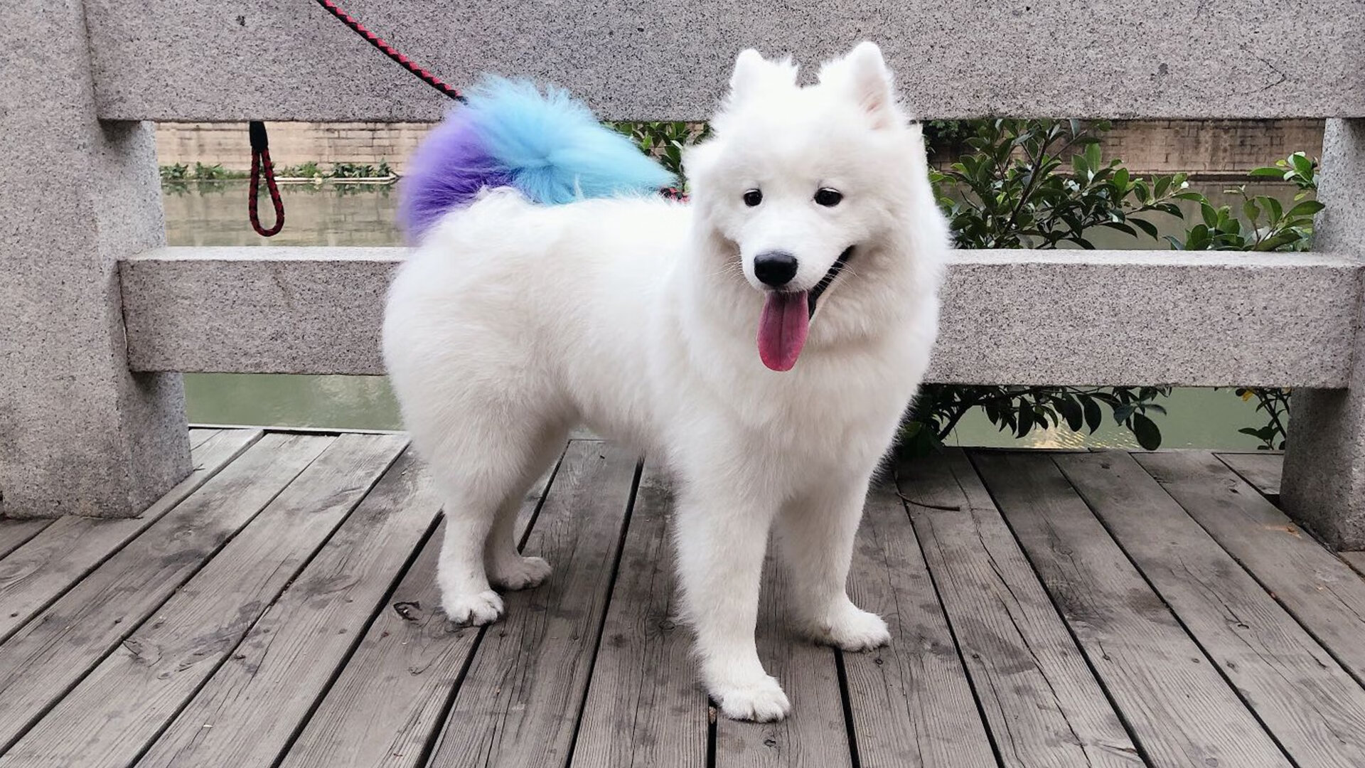 基米希的指挥艺术,当卡塔尔式节奏遇上曼联的红色风暴